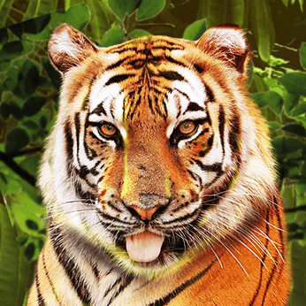 Big Cat Rescue Megaways?